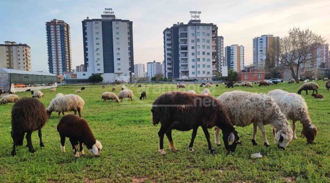 Köy ve kent iç içe geçti, apartmanlar arasında otlatılıyor