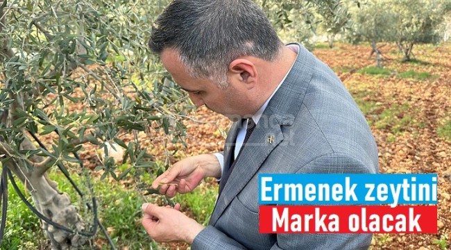 Mahmut Ünüvar: ''Ermenek zeytini markalaşacak''