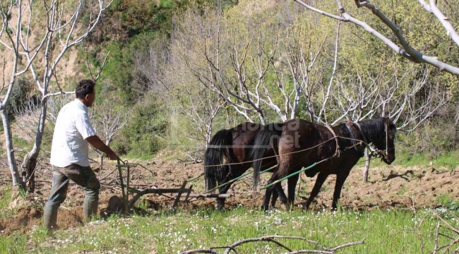 Traktör erozyon oluşturduğundan atlar çiftçinin imdadına yetişiyor