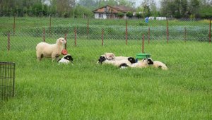 Akademisyenlerden kaliteli ve ucuz et üretimi için proje