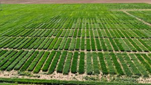 Bu tarla Türk tarımına damga vuracak