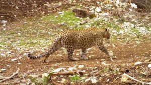 Cezası 1 milyon lira, 18 şehirde aranacak