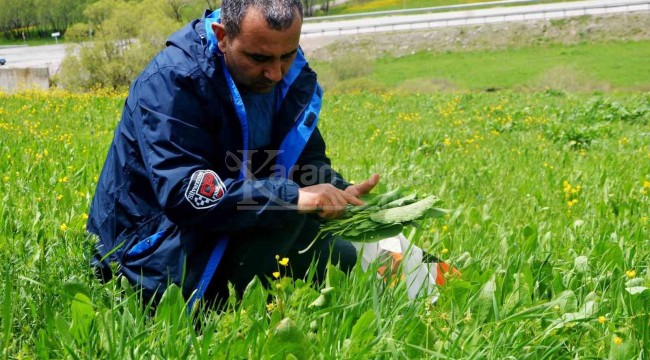 Doğal ortamında yetişen bitkiler yörede sebze olarak kullanılıyor