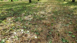 Dolunun zarar verdiği bahçelerde hasar tespit çalışması başlatıldı