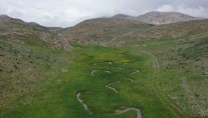 Dünya'nın en iyisi bu yaylada üretiliyor, Katar'a ihraç edildi