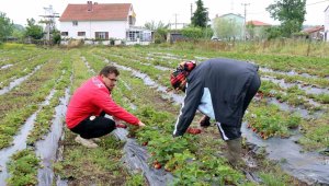 Fiyatı 30 lira olan ürün hem daha aromatik hem de daha uzun ömürlü