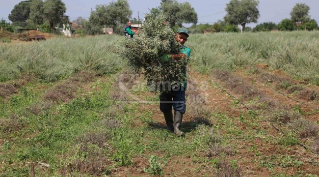 Hasadı yapılıyor, bakkal raflarında satılacak