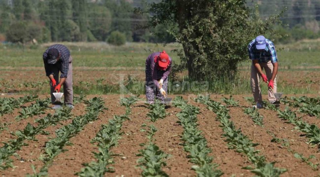 Konya Şeker'den üreticiye 165 milyon liralık avans ödemesi