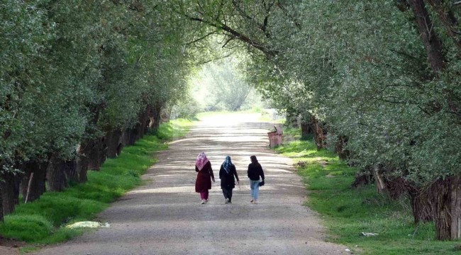 Köyün ağaç tünelli yolu görenleri hayran bırakıyor