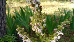 Şehrin adıyla anılan bu çiçeği koparan yandı, cezası 244 bin lira