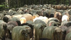 Sürülerin yaylalara zorlu göç yolculuğu başladı