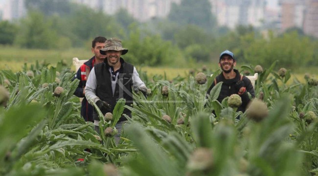 Tanesi 20 liradan satılıyor, coğrafi işaret tescilli üründe hasat zamanı