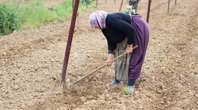 Tescilli ürünün tohumları toprakla buluşmaya başladı