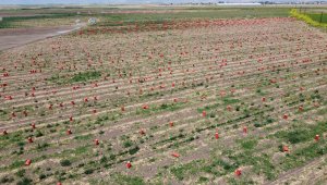 Turfanda hasadın sonuna gelindi, tarlada fiyatı 4 liraya kadar indi