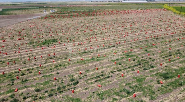 Turfanda hasadın sonuna gelindi, tarlada fiyatı 4 liraya kadar indi