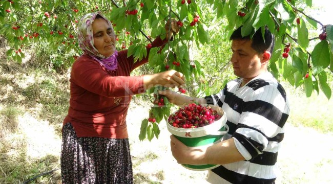 Turfanda kiraz çıktı: İlk hasatlar Norveç, Almanya ve Rusya'ya