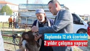 Ünüvar: ''8 koyun ve 4 keçi ırkı üzerinde 2 yıldır çalışıyoruz''