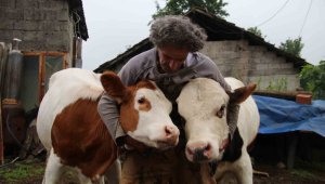 yıllarca çalıştıktan sonra yeni bir tür büyükbaş hayvan elde etmeyi başardı