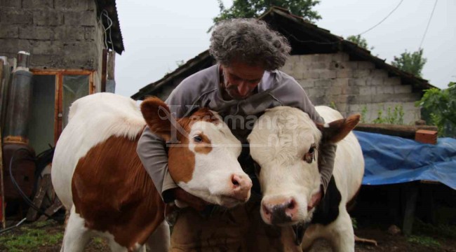 yıllarca çalıştıktan sonra yeni bir tür büyükbaş hayvan elde etmeyi başardı