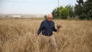 10 bin yıllık ata tohumundan 3 ton hasat yapıldı