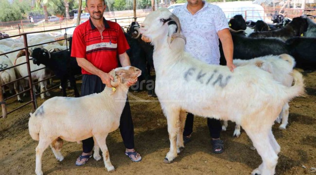 20 bin liraya satıldı, "Bu hayvanları kesen biliyor"