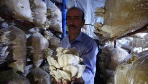 40 yıllık demirci ustası çatı katında yetiştiriyor, 350 kilo hasat alıyor