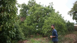 Ağaçlar arasında üretime başladı, tanesinden 200 kilo hasat bekleniyor