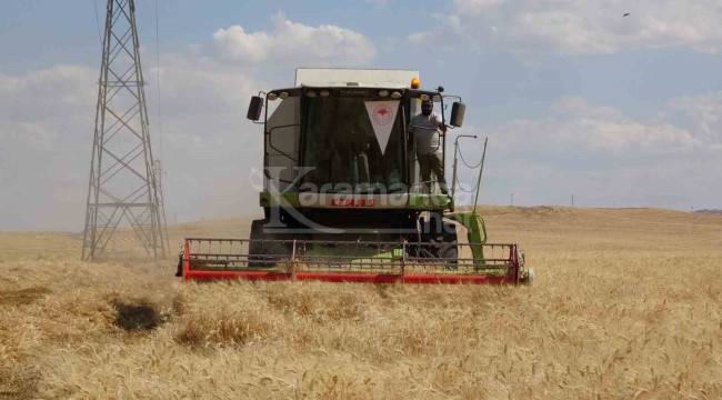 Bölge çiftçisi 310 bin dekar tarladan 160 bin ton üzeri mahsul bekliyor