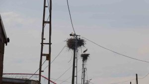 Bu köydeki leylek yuvası sayısı hane sayısından fazla