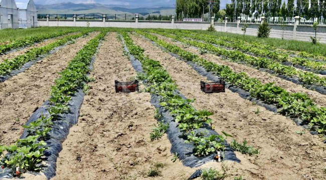 Bu şehirde yetişmez denilmişti, 1 yılda 200 ton verim alındı