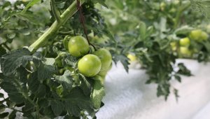 Bu sistem Türkiye'de ilk, 50 ton hasat bekliyorlar