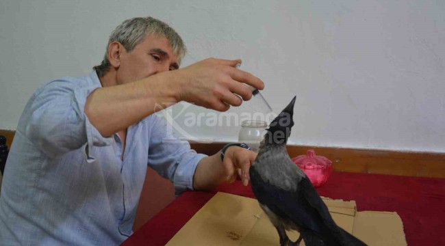 Çay ocağının maskotu Paşa isimli karga ile sahibinin ilginç dostluğu