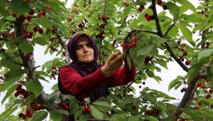 Devlet desteği ile hayalini kurduğu meyve bahçesine kavuştu