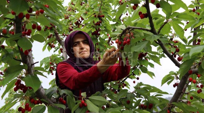 Devlet desteği ile hayalini kurduğu meyve bahçesine kavuştu