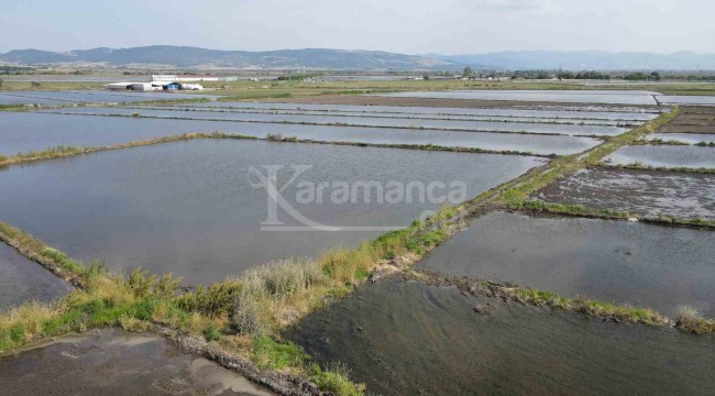 Dünyaca ünlü ürünün ekiminin yapıldığı ova dron ile görüntülendi