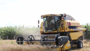 İkinci kez hasat yapıldı, ilçedeki vatandaşlara ücretsiz dağıtılacak