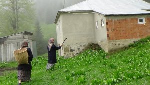 İlçede kabus devam ediyor, evlere zarar verip hayvanlara saldırıyor