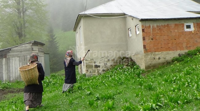 İlçede kabus devam ediyor, evlere zarar verip hayvanlara saldırıyor