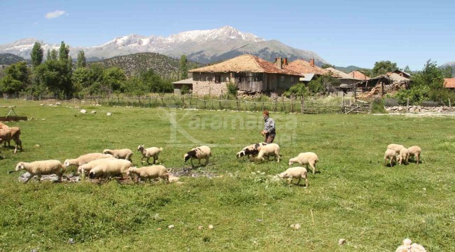 Karadeniz havasının yaşandığı bölgede besiciler yağışlardan memnun