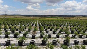 Kayalık arazilerde saksıda yetiştiriliyor, 50 gramı 40 liradan satılıyor