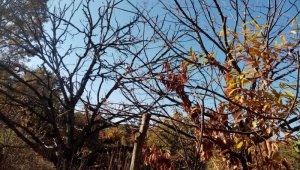 Kestanenin geleceği tehlike altında