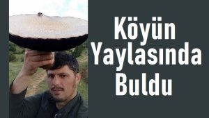 Köyün yaylasında buldu, ''Çorba yapacağım'' dedi