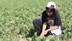 Mezuniyet elbisesi için tarlada çalışan Narin'in hayalini gerçekleştirdiler