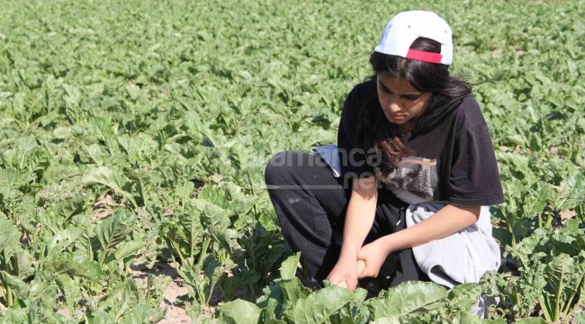 Mezuniyet elbisesi için tarlada çalışan Narin'in hayalini gerçekleştirdiler