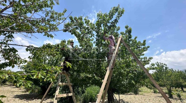 Pazarda kilosu 40 liradan başlıyor, hasat başladı