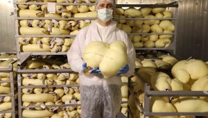 Tam 2 yıl bekletildikten sonra kuzu işkembesine basılıyor