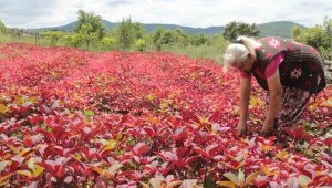 Türkiye'de sadece bu şehirde ekiliyor, hayvanlara yem insanlara şifa oluyor