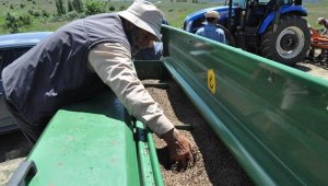 Türkiye'nin ilk işleme fabrikasına sahip olan şehirde ekim başladı