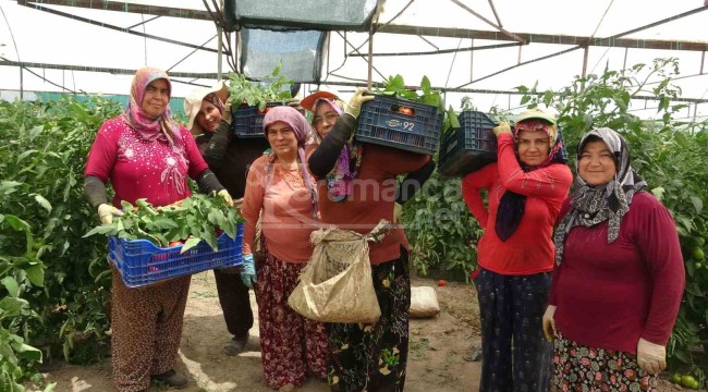 2 bin 500 nüfuslu köy, hasada yetişemeyince komşu köylerden işçi kiralanıyor