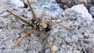 20 santim büyüklüğünde etçil çekirge görüldü